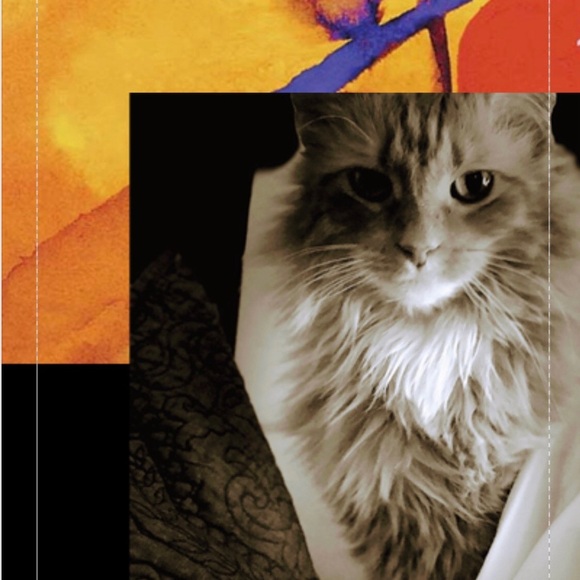 Meet your Posher, Victoria 2 Cats! - Picture 2 of 6